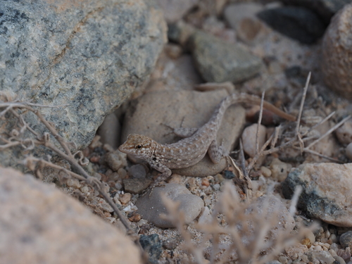 Abdel Kuri Rock Gecko, Pristurus abdelkuri