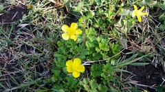 Ranunculus fascicularis