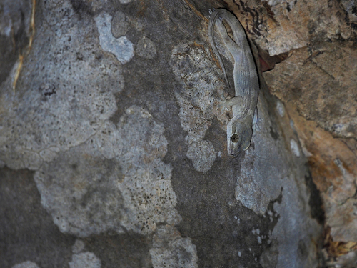 Socotra Leaf-toed Gecko, Hemidactylus dracaenacolus