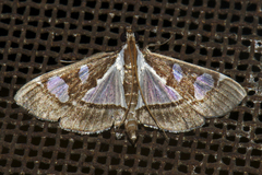 Glyphodes