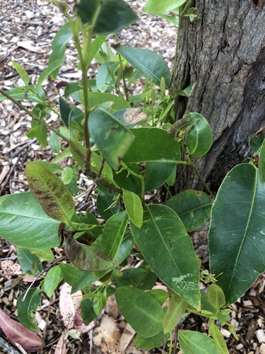 Eucalyptus robusta