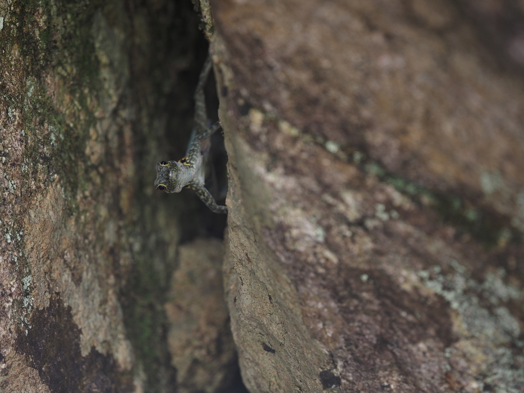 Haggier Massif Rock Gecko