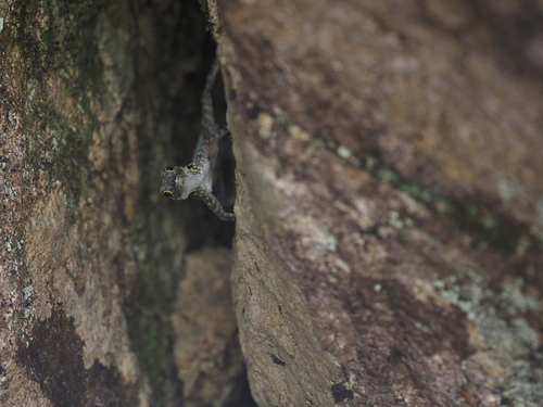 Haggier Massif Rock Gecko, Pristurus insignoides