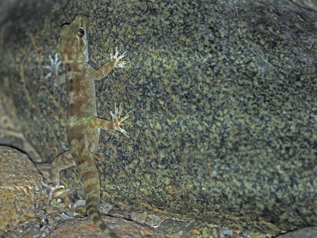 Socotra Leaf-toed Gecko