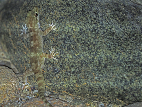 Forbes Halbfingergecko, Hemidactylus forbesii
