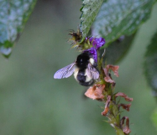 Bombus digressus