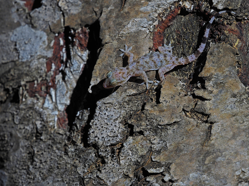 Socotran rock gecko, Hemidactylus inintellectus