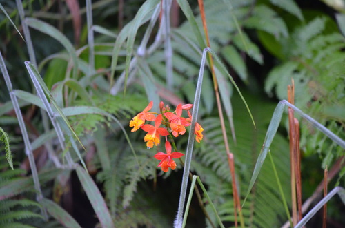 Epidendrum radicans
