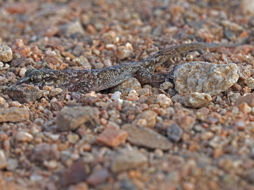 Sharpnose Leaf-toed Gecko, Hemidactylus oxyrhinus