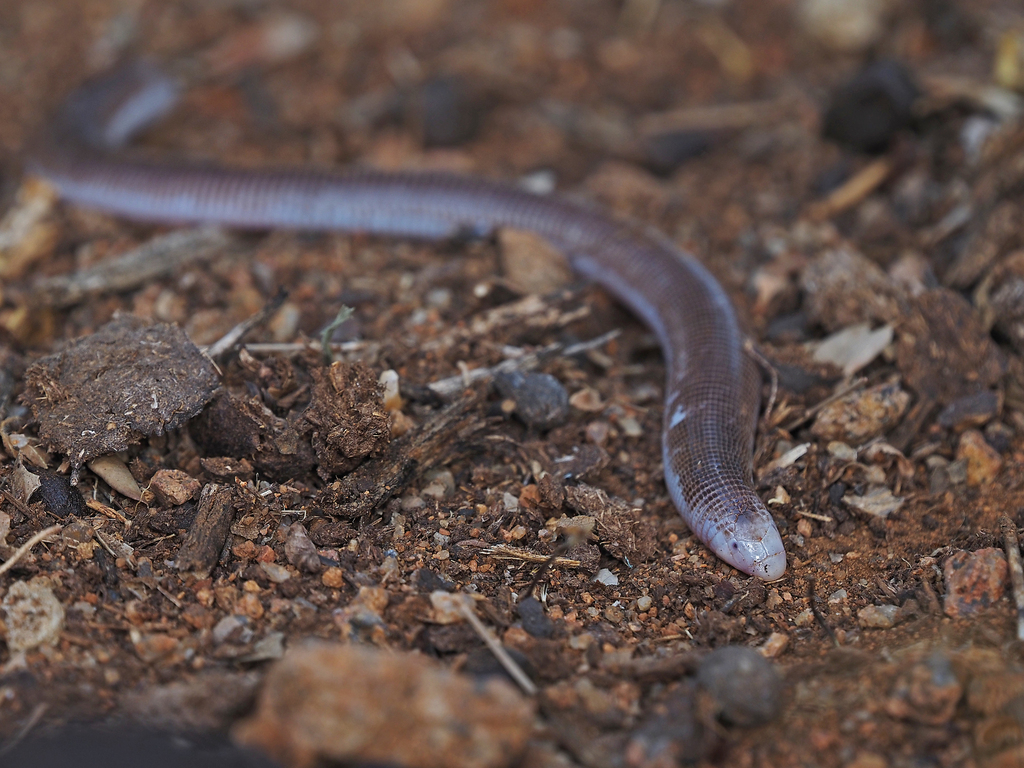 Short Worm Lizard