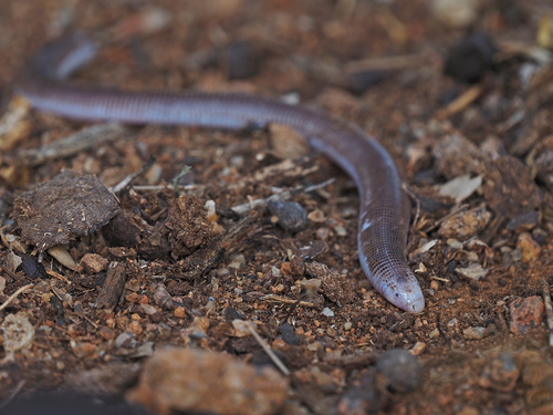 Short Worm Lizard, Pachycalamus brevis