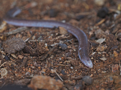 Short Worm Lizard photo 3