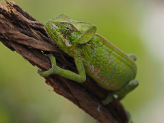 Socotra Chameleon photo 4