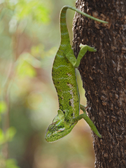 Socotra Chameleon photo 5
