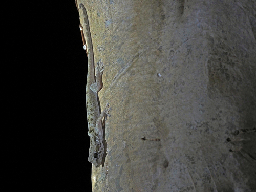 Socotra Giant Gecko, Haemodracon riebeckii