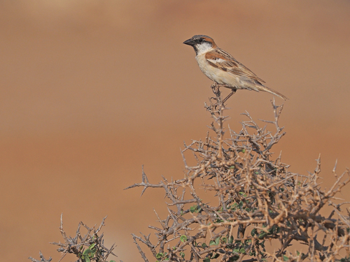 Abd al-Kuri Sparrow (Passer hemileucus), photo 4