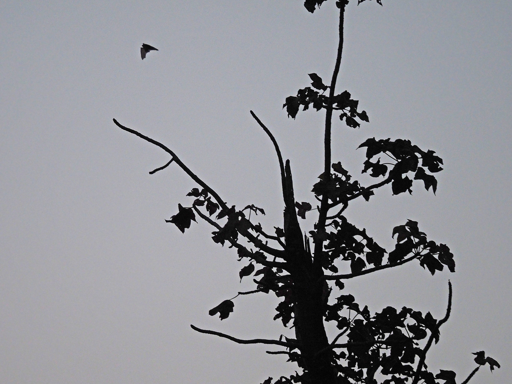 Socotran Pipistrelle