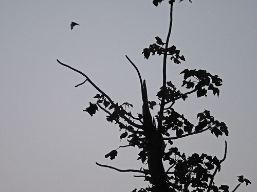 Socotran Pipistrelle