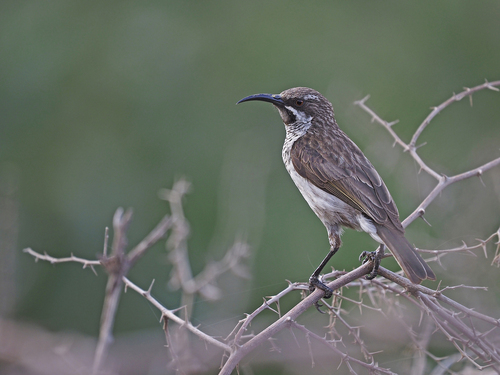 Socotra Sunbird (Chalcomitra balfouri), photo 3