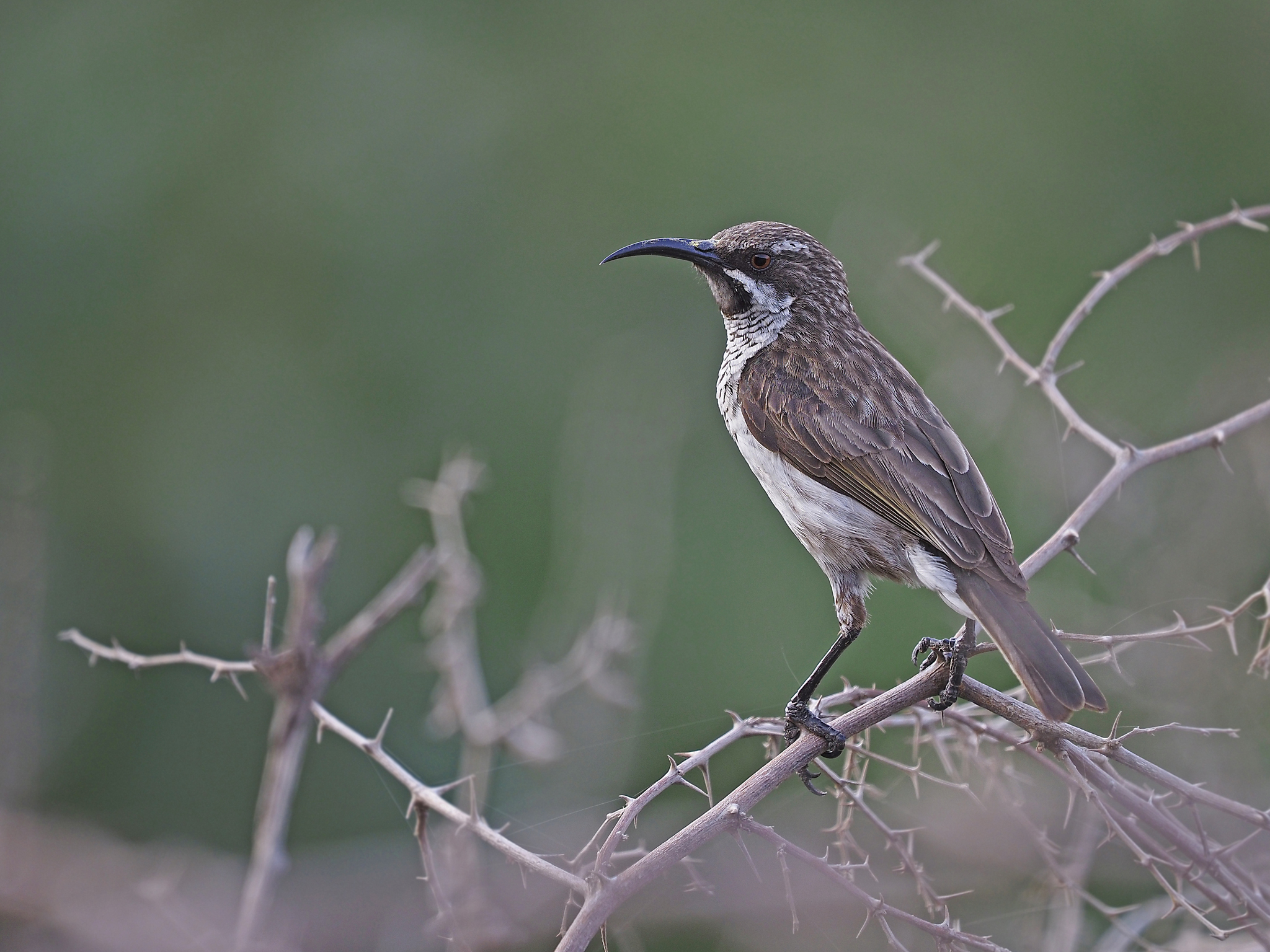 Socotra Sunbird (Chalcomitra balfouri), photo 3