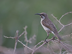 Socotra Sunbird photo 4
