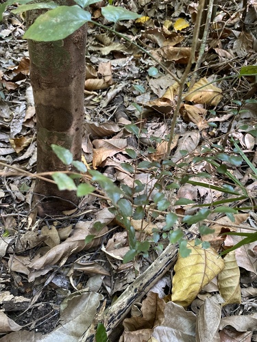 Xylosma pancheri observed 2023-11-24