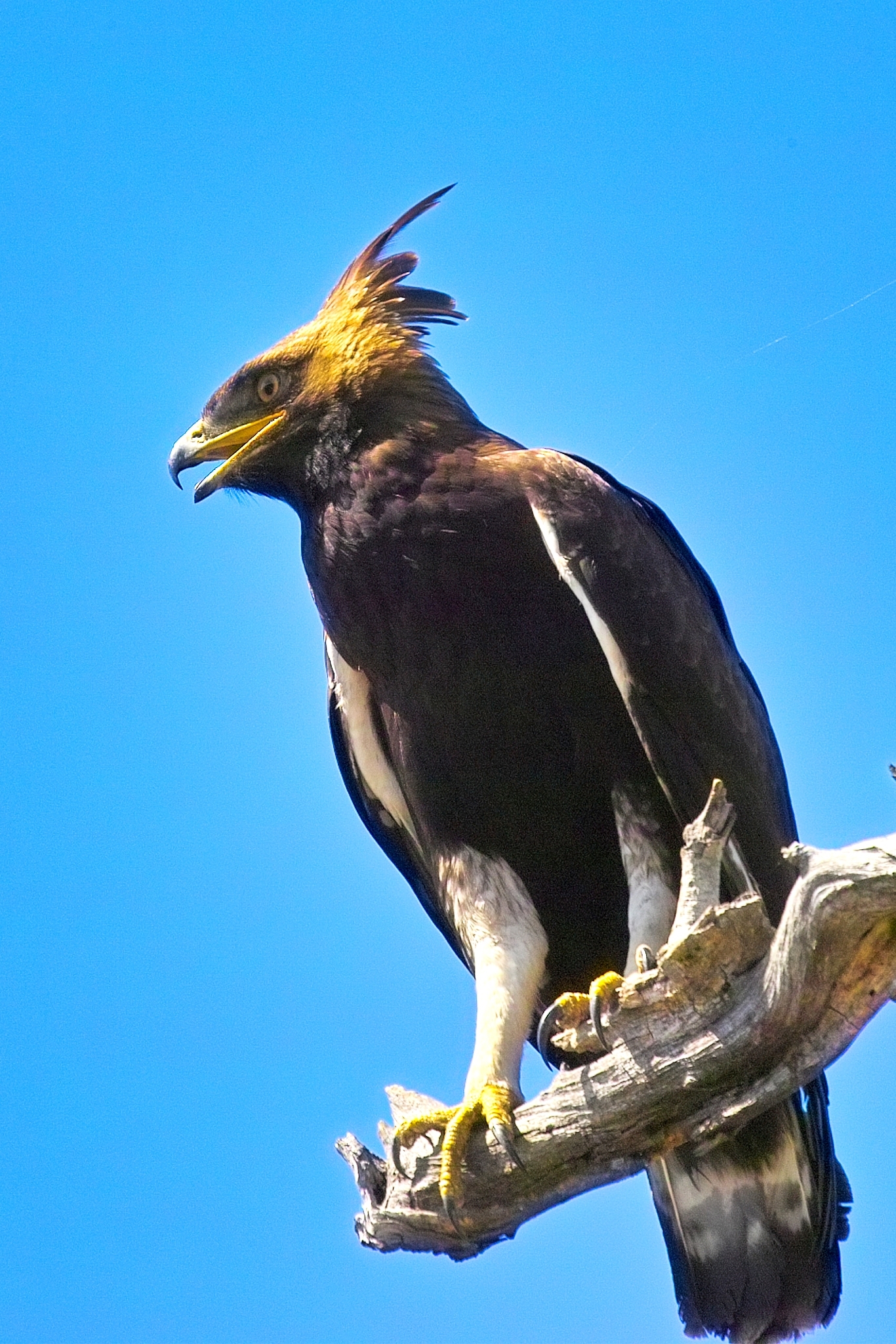 Águila Crestilarga (Lophaetus occipitalis) · iNaturalist Ecuador