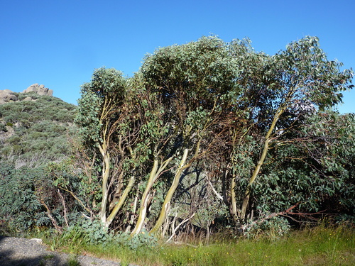Eucalyptus pauciflora ssp. debeuzevillei
