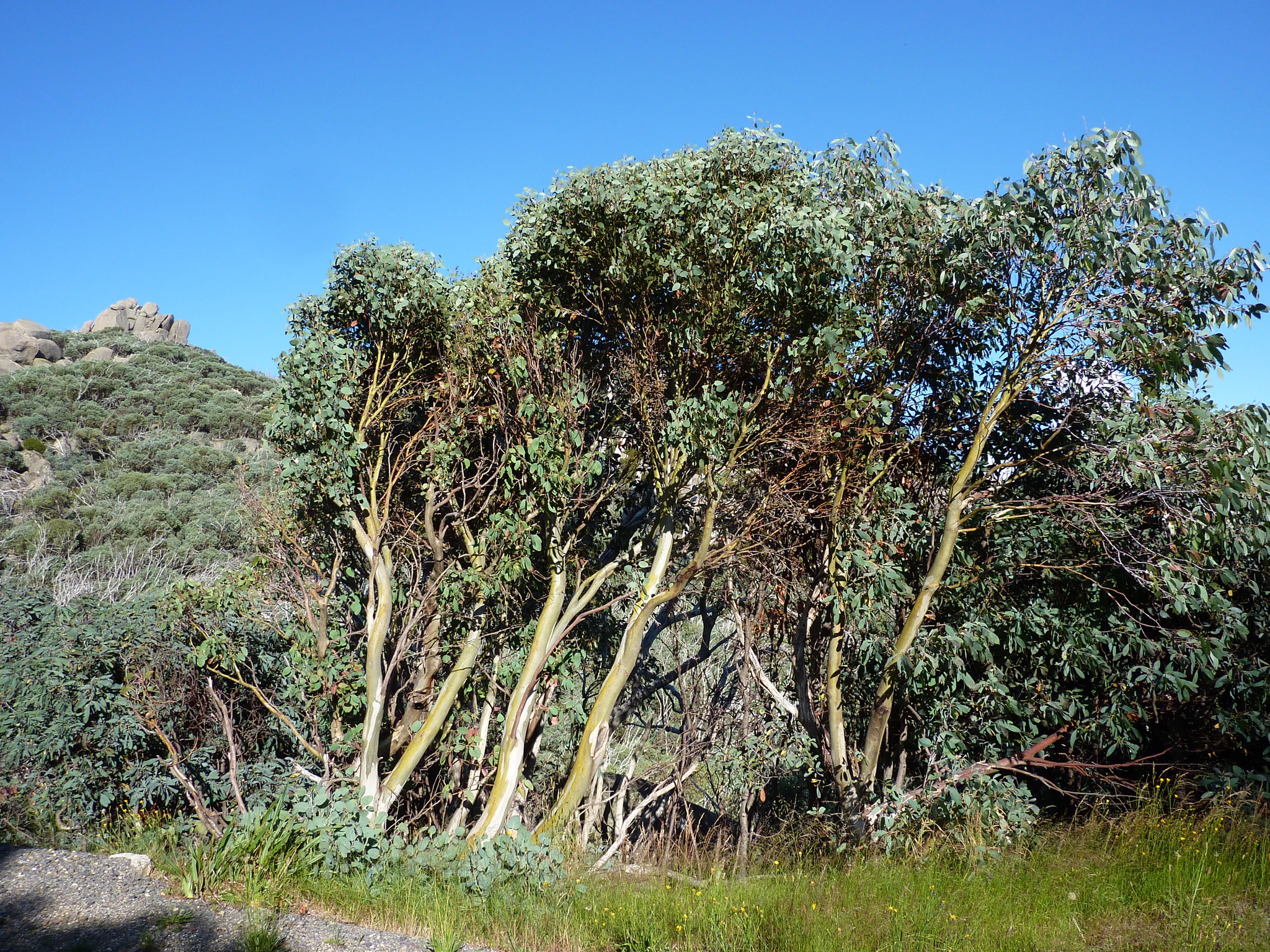 Eucalyptus pauciflora ssp. debeuzevillei