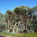 Jounama Snow Gum - Photo (c) Dean Nicolle, some rights reserved (CC BY-NC), uploaded by Dean Nicolle