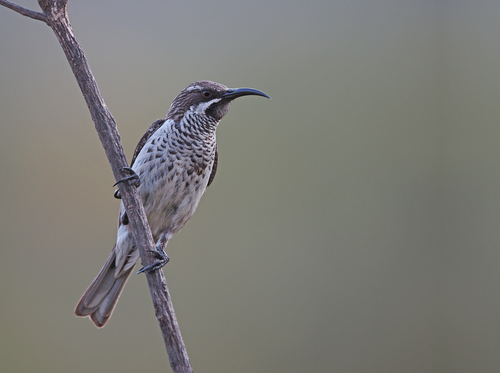 Socotra Sunbird (Chalcomitra balfouri), photo 4