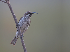 Socotra Sunbird photo 2