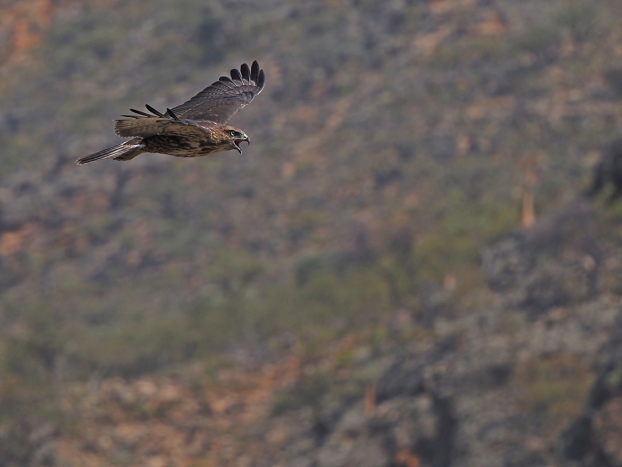 Socotra Buzzard (Buteo socotraensis), photo 2