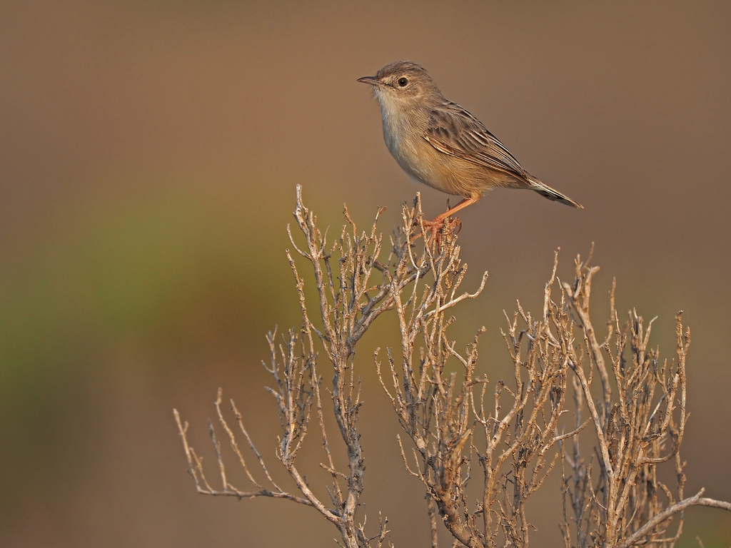 Socotra Cisticola