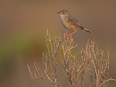 Socotra Cisticola photo 1