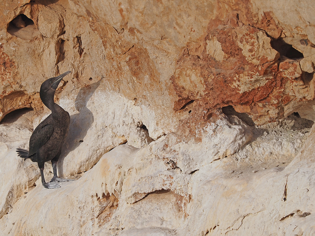 Dark cormorant perched on a pale rock ledge with its head raised