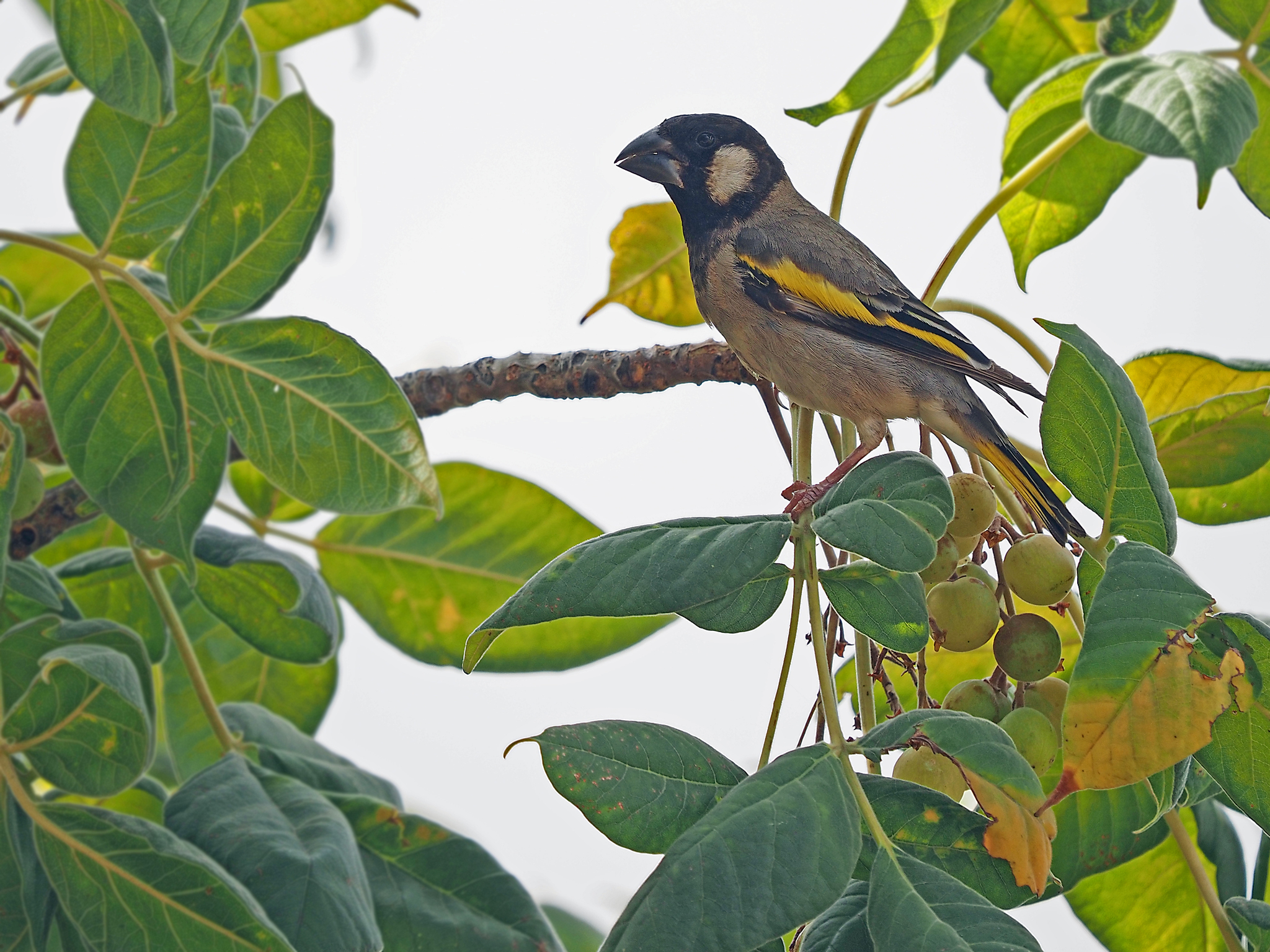 Socotra Golden-winged Grosbeak (Rhynchostruthus socotranus), photo 2