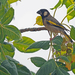 Socotra Golden-winged Grosbeak - Photo (c) James Eaton, some rights reserved (CC BY-NC), uploaded by James Eaton