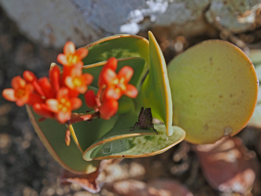 Phaulotypus insularis