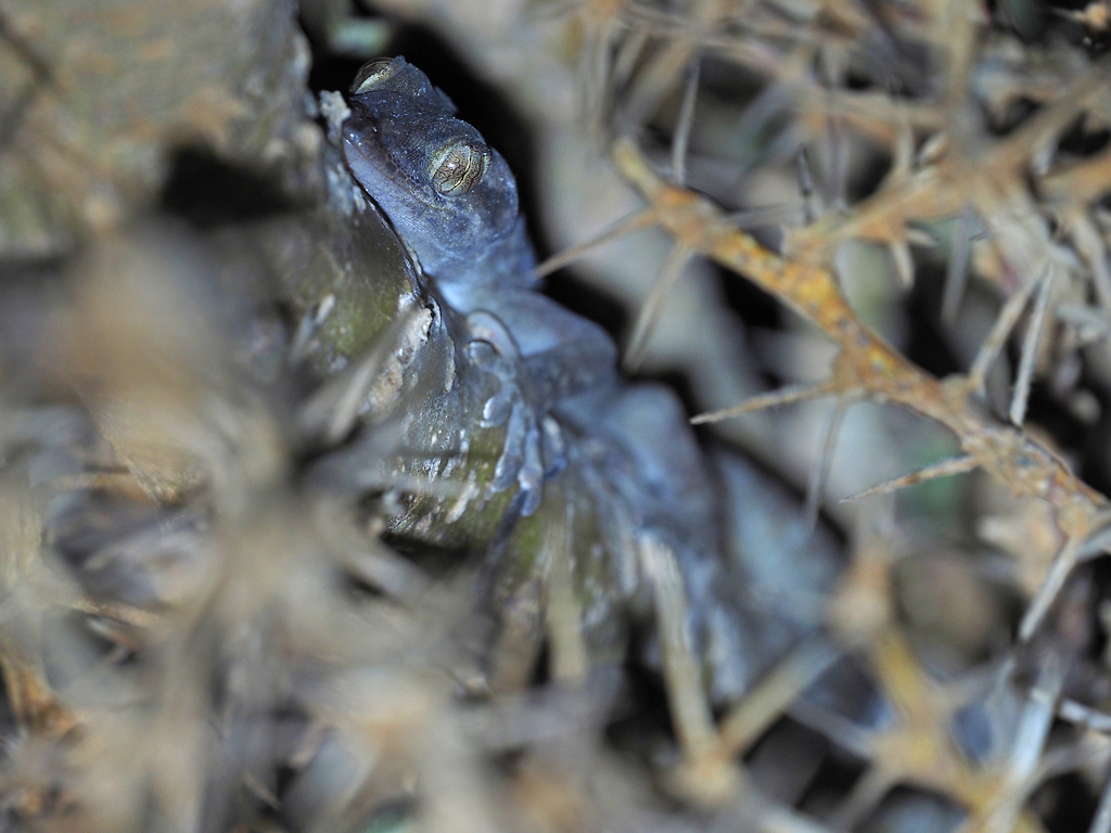 Grant's Leaf-toed Gecko