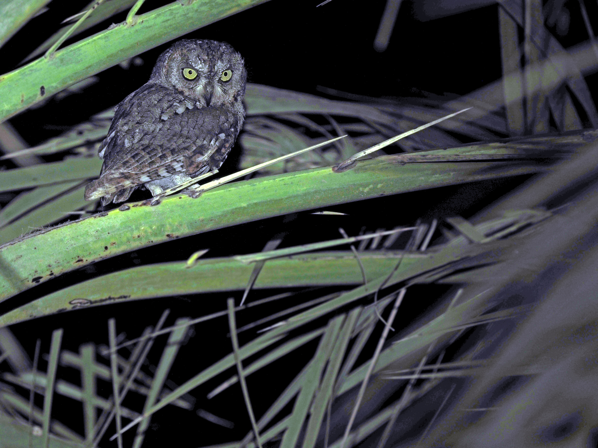 Socotra Scops Owl (Otus socotranus), photo 1