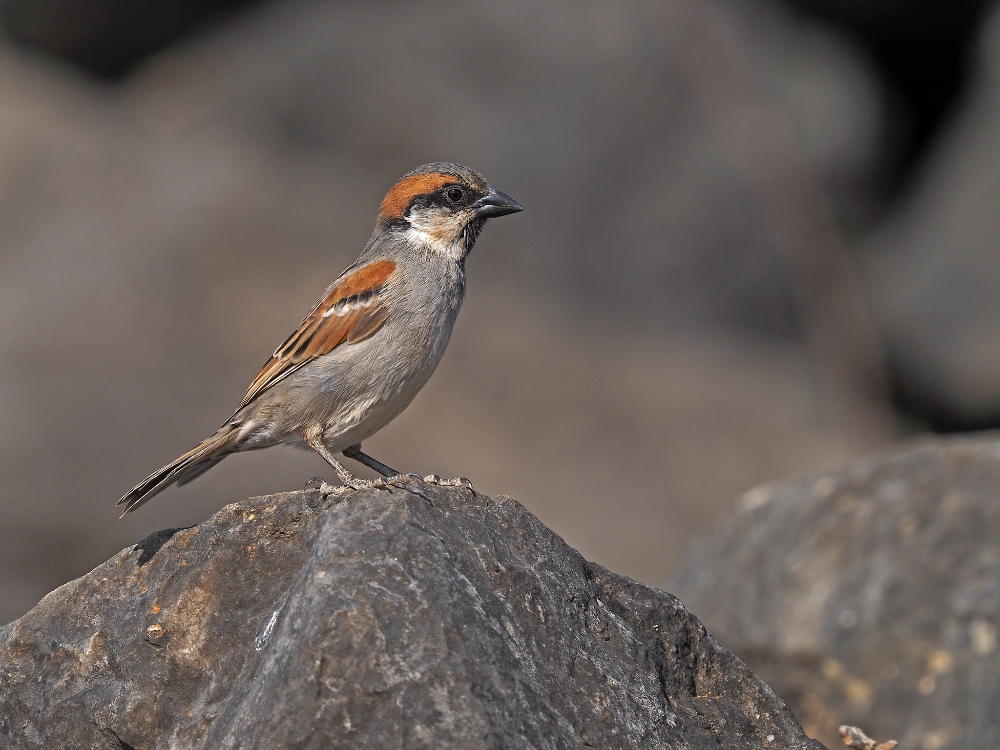 Socotra Sparrow (Passer insularis), photo 2