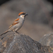Socotra Sparrow - Photo (c) James Eaton, some rights reserved (CC BY-NC), uploaded by James Eaton