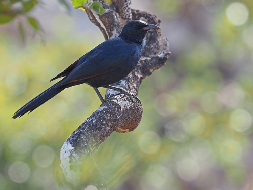 Socotra Starling (Onychognathus frater), photo 4