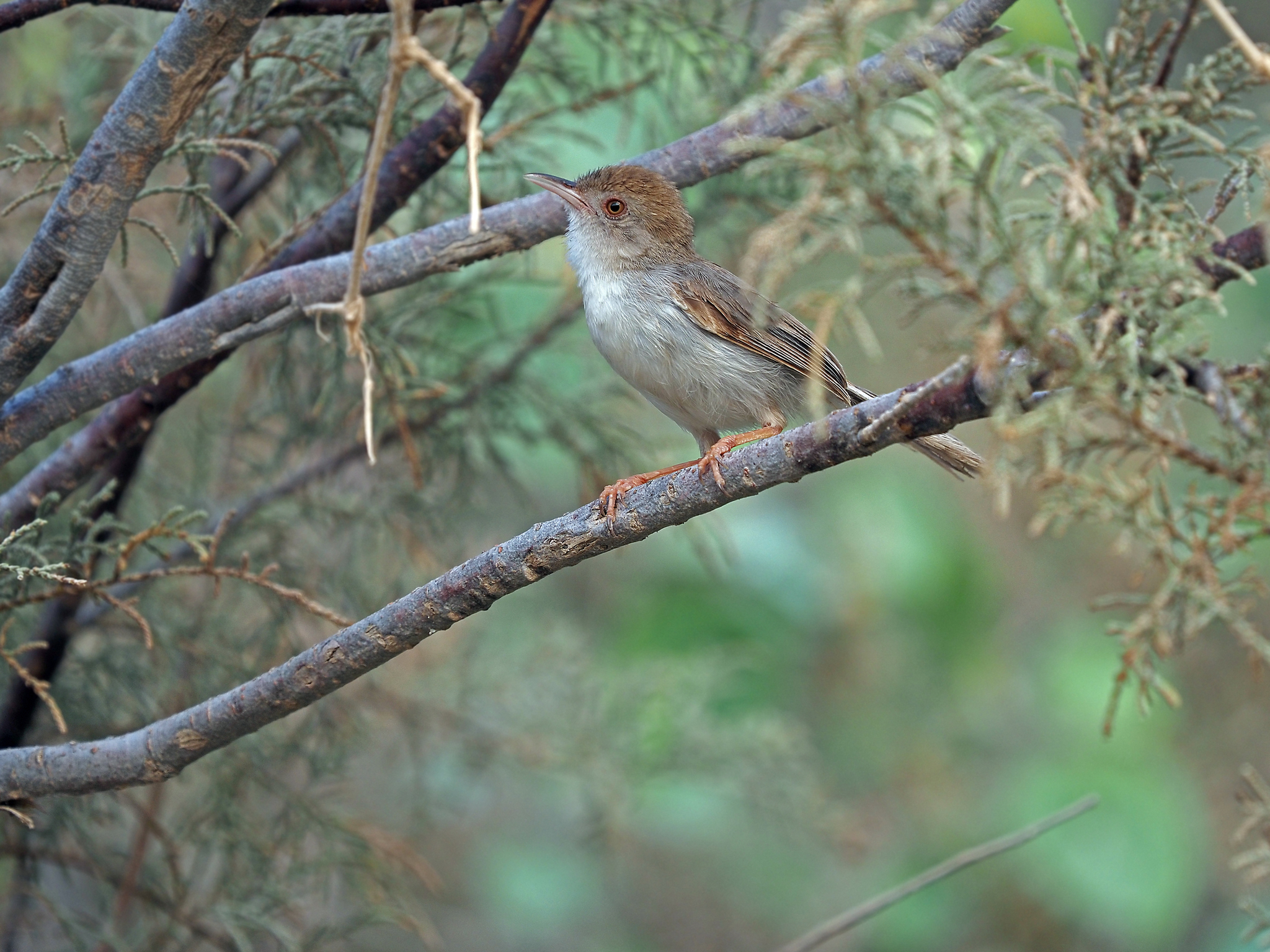Socotra Warbler (Incana incana), photo 3