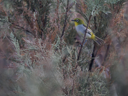 Socotra White-eye (Zosterops socotranus), photo 3