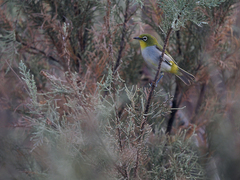 Socotra White-Eye photo 4