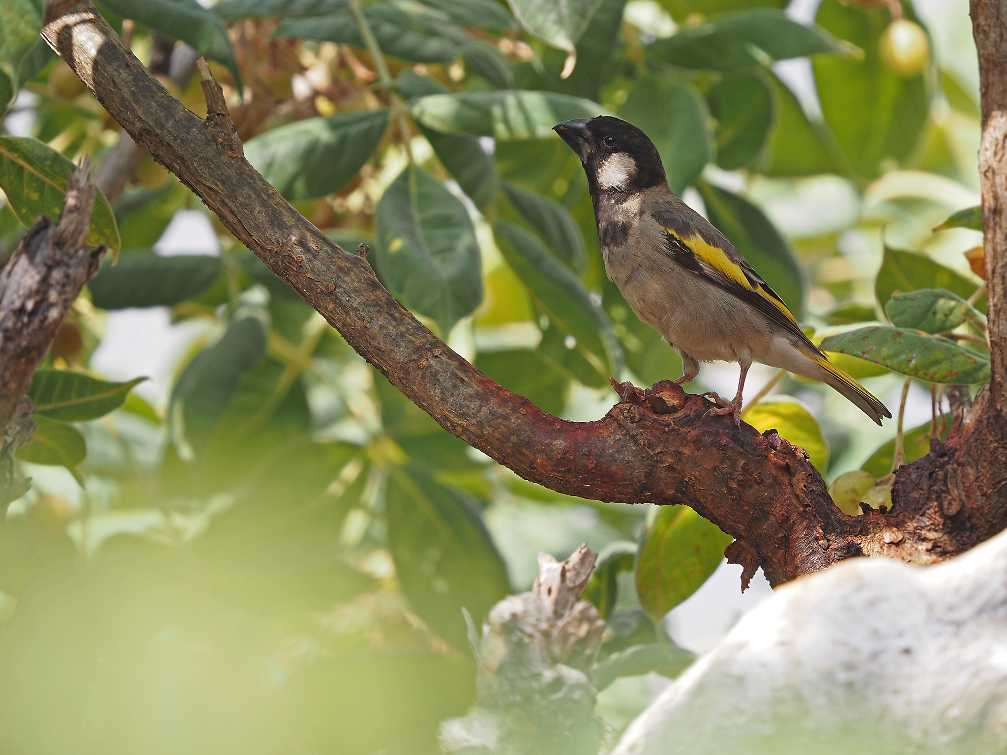 Socotra Golden-winged Grosbeak (Rhynchostruthus socotranus), photo 3