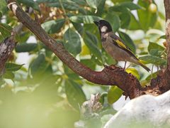 Socotra Golden-Winged Grosbeak photo 4
