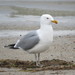 Herring Gull - Photo (c) Roger Debenham, some rights reserved (CC BY-NC), uploaded by Roger Debenham